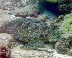 Adopt GR2143 Adopt a turtle. Image.