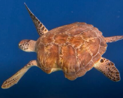 Adopt GR2165 Adopt a turtle. Image.