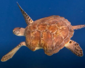 Green turtle swimming in the blue, shark bite out of carapace, Kuredu Caves, Lhaviyani Atoll, Maldives. Image.