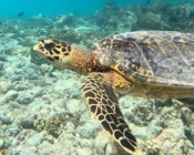 Hawksbill turtle, Eriyadu, North Malé Atoll, Maldives. Image.