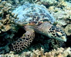 Adopt HK6312 Adopt a turtle. Image.