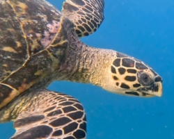 Adopt HK6315 Adopt a turtle. Image.