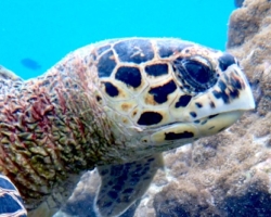 Adopt HK6316 Adopt a turtle. Image.