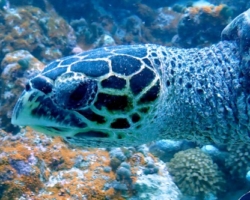 Adopt HK6317 Adopt a turtle. Image.