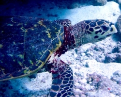 Adopt HK6658 Adopt a turtle. Image.