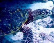 Hawksbill turtle, Kendhikolhudhoo House Reef, Noonu Atoll, Maldives. Image.