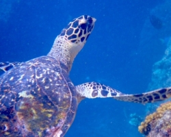 Adopt HS281 Adopt a turtle. Image.