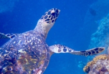Hawksbill turtle against blue, Petite Soeur, Félicité, Seychelles. Image.