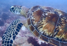 Adopt G1103 Adopt a turtle as a corporate gift. Image.