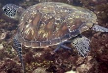 Adopt G1111 Adopt a turtle as a corporate gift. Image.