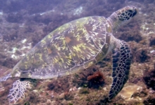 Adopt G529 Adopt a turtle as a corporate gift. Image.