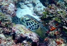 Adopt G779 Adopt a turtle. Image.