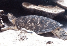 Adopt GR1122 Adopt a turtle as a corporate gift. Image.