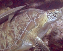 Adopt GR2161 Adopt a turtle. Image.
