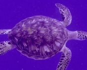 Green turtle swimming in the blue, Gaadhoo Inside, Laamu Atoll, Maldives. Image.