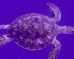 Adopt GR2169 Adopt a turtle. Image.