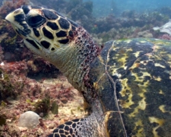 Adopt H016 Adopt a turtle. Image.