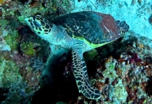 Adopt HK3802 Adopt a turtle as a corporate gift. Image.