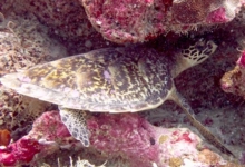 Adopt HK4409 Adopt a turtle as a corporate gift. Image.