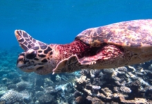 Adopt HK4910 Adopt a turtle as a corporate gift. Image.