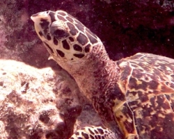 Adopt HK6630 Adopt a turtle. Image.