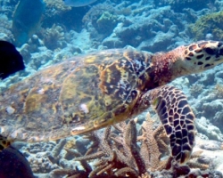 Adopt HS277 Adopt a turtle. Image.